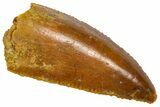 Serrated, Raptor Premaxillary Tooth - Real Dinosaur Tooth #360979-1